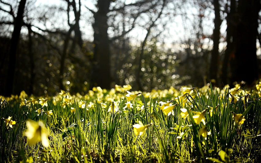 Nature, Flowers, Narcissussi, Glare, Forest, Spring HD wallpaper