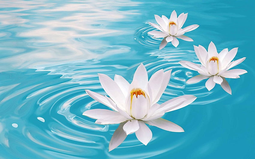 In Gallery: Lotus Flower , 45 Lotus Flower, Flower PC HD wallpaper | Pxfuel