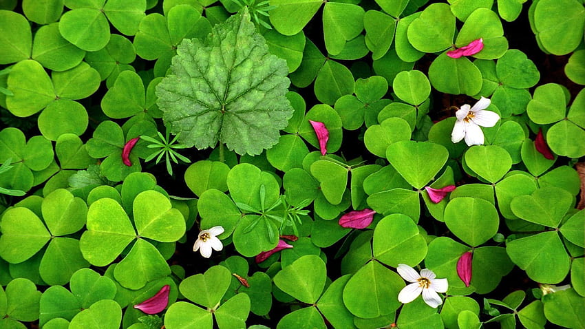 Irische Kleeblätter - . Frühling, Frühling, Frühlingsblumenhintergrund HD-Hintergrundbild