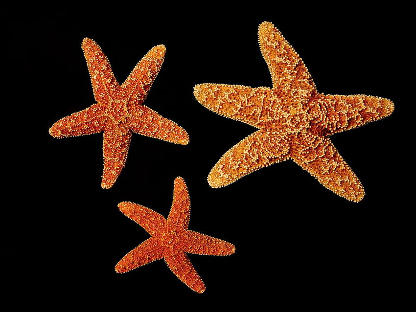 Starfishs, animal, starfish, black, ocean HD wallpaper