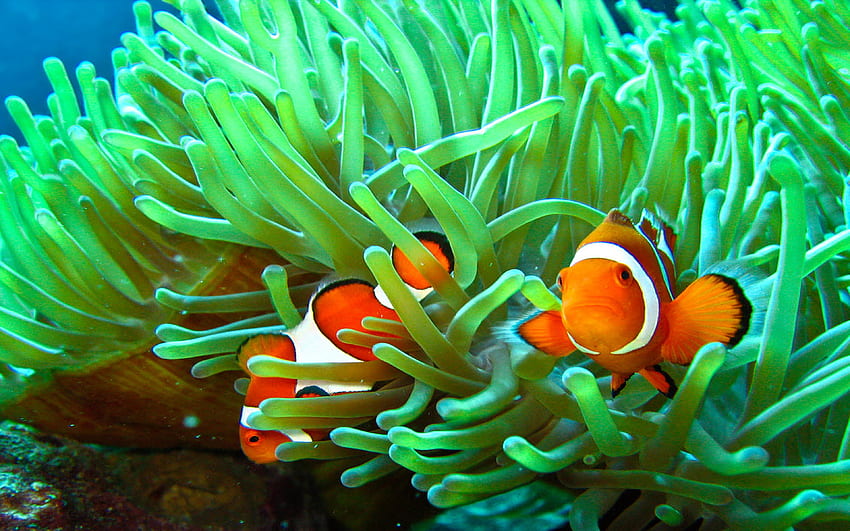 Anemone . Anemone, Clownfish HD wallpaper