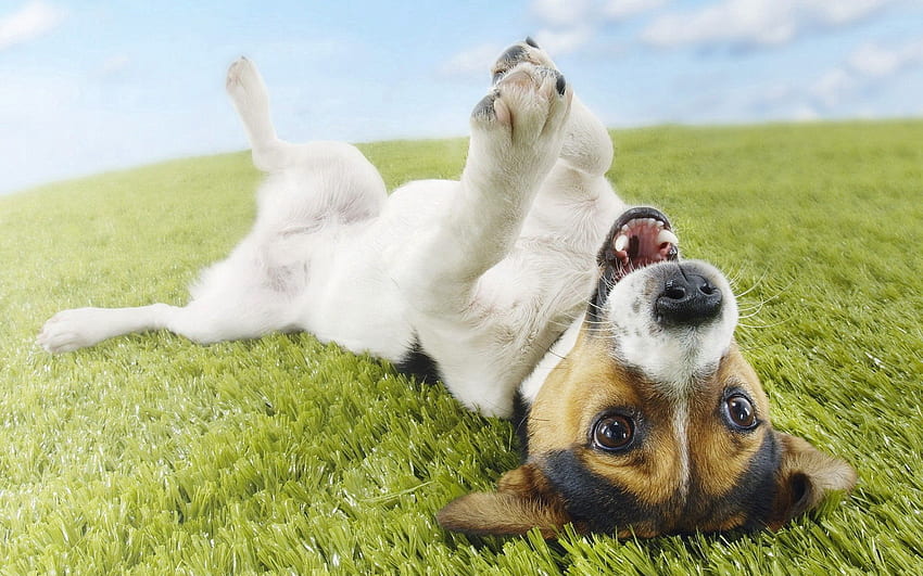 Animals, Grass, To Lie Down, Lie, Playful, Puppy HD wallpaper