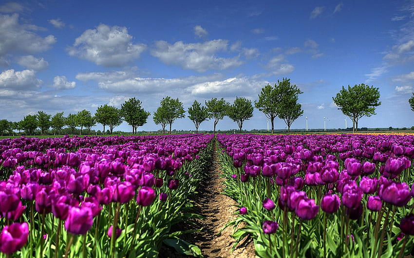 Purple Tulip Field In Holland Wide, Holland Tulips HD wallpaper