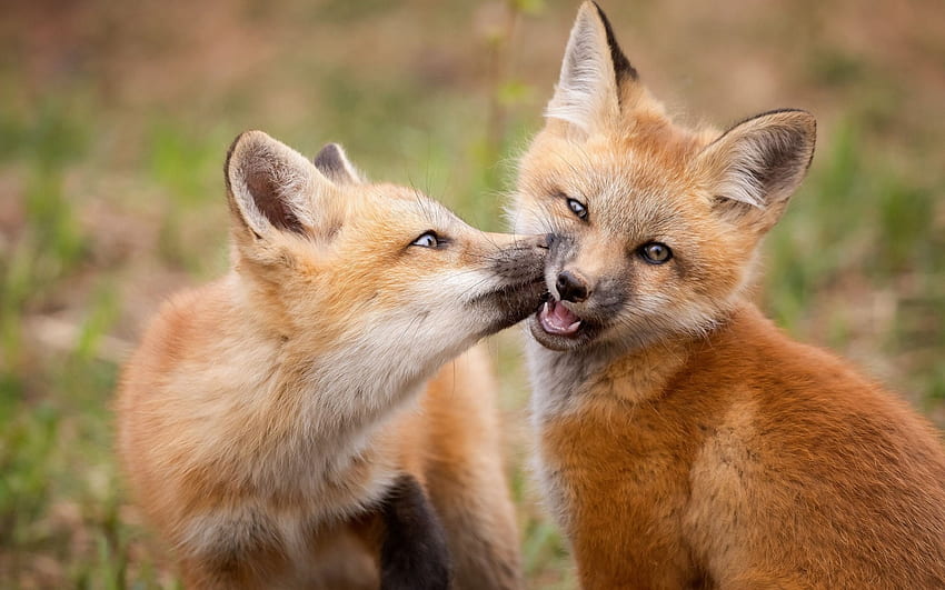 Kiss, animal, cub, couple, vulpe, cute, fox HD wallpaper