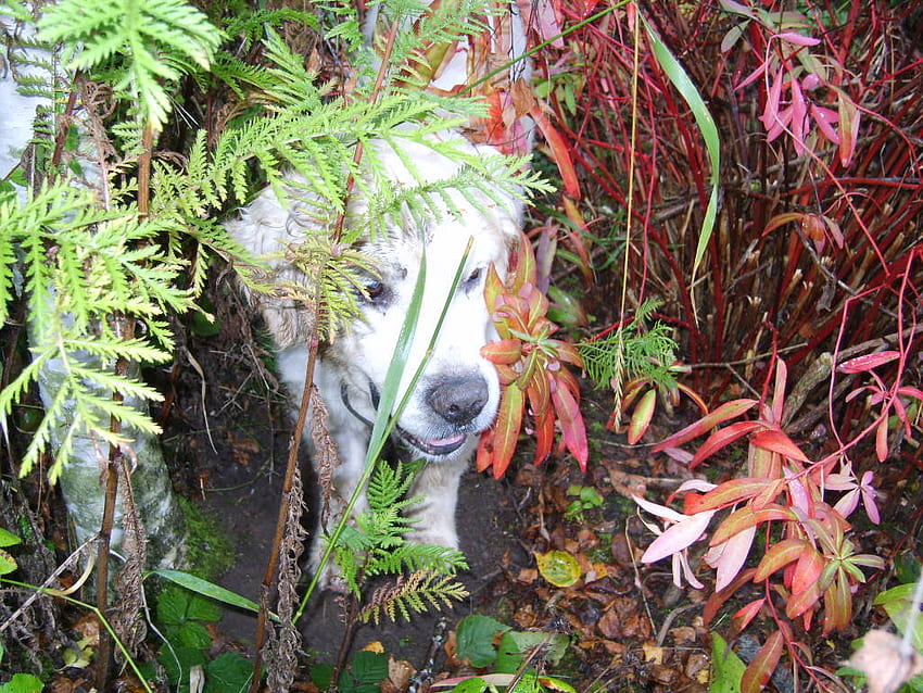 DOG IN HIDING, name, canine, whitey, color HD wallpaper