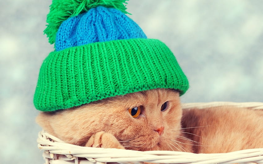 Cat, winter, blue, animal, basket, green, orange, hat HD wallpaper