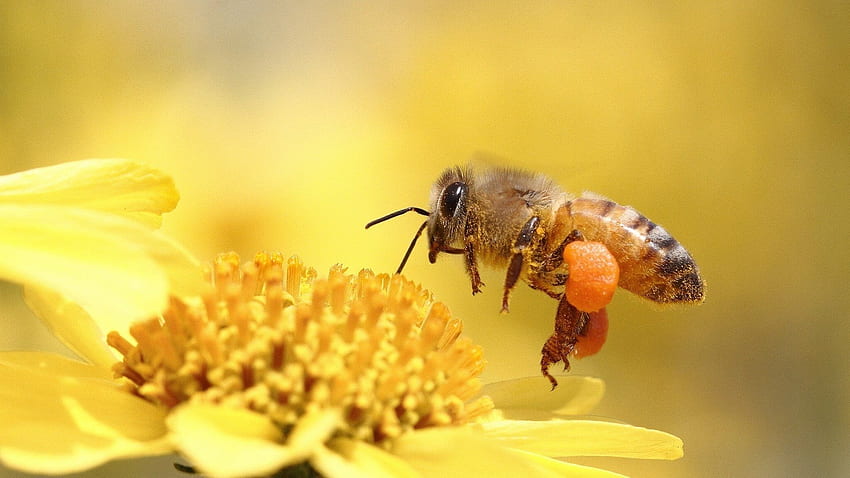 honey, Bee, Pollinating, Flower, Yellow HD wallpaper
