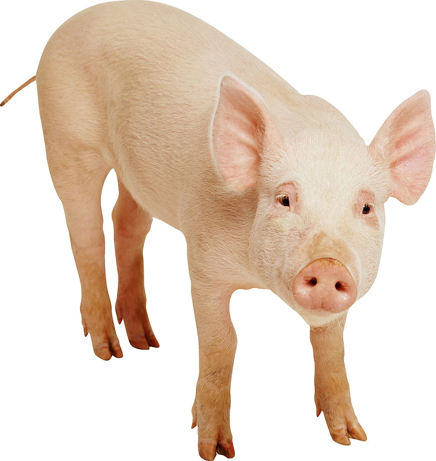 Pig google background, Pig Nose HD phone wallpaper