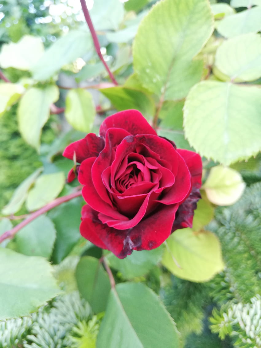 Red rose, rozsa, green, nature, piros, Valentine, valentin, day, flower HD phone wallpaper