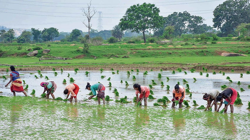 Złudzenie ożywienia w krajowym sektorze rolniczym, indyjskim rolnictwie Tapeta HD