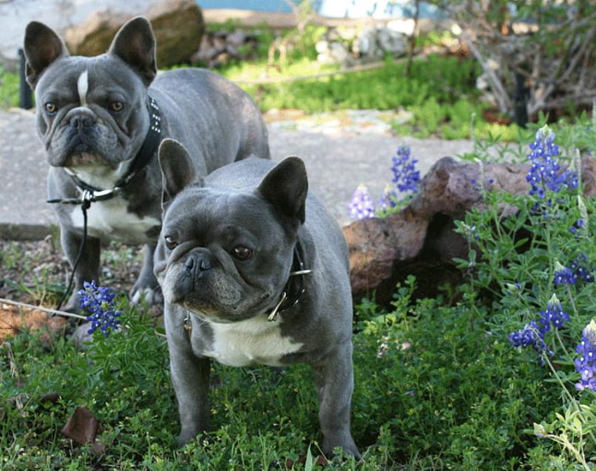 2 FRENCH BLUES, Hund, zwei, Blues, Eckzahn, Haustier, französische Bulldoggen HD-Hintergrundbild