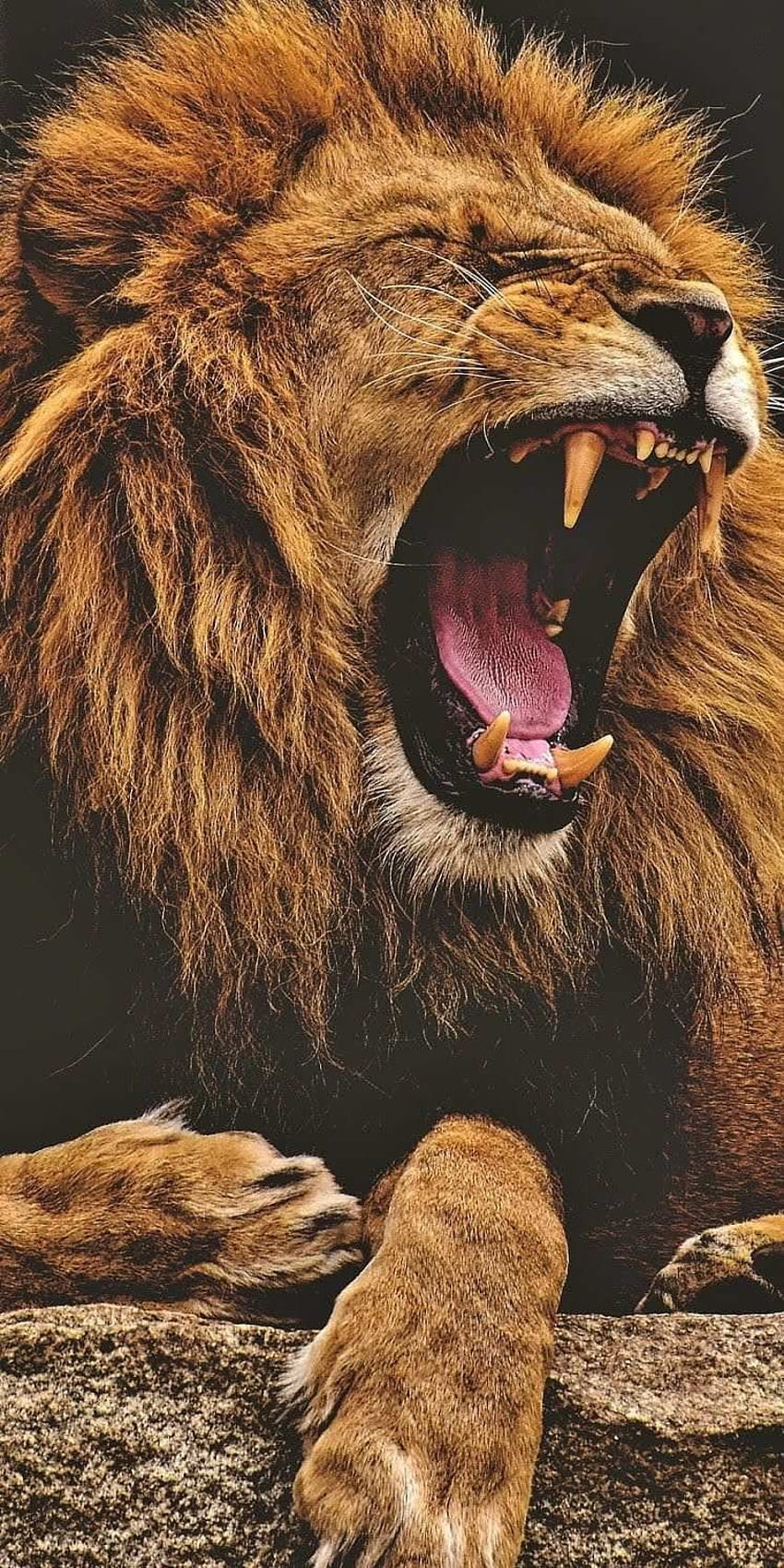 Leão rugindo iPhone. leões, leão, leão, leão bonito Papel de parede de celular HD