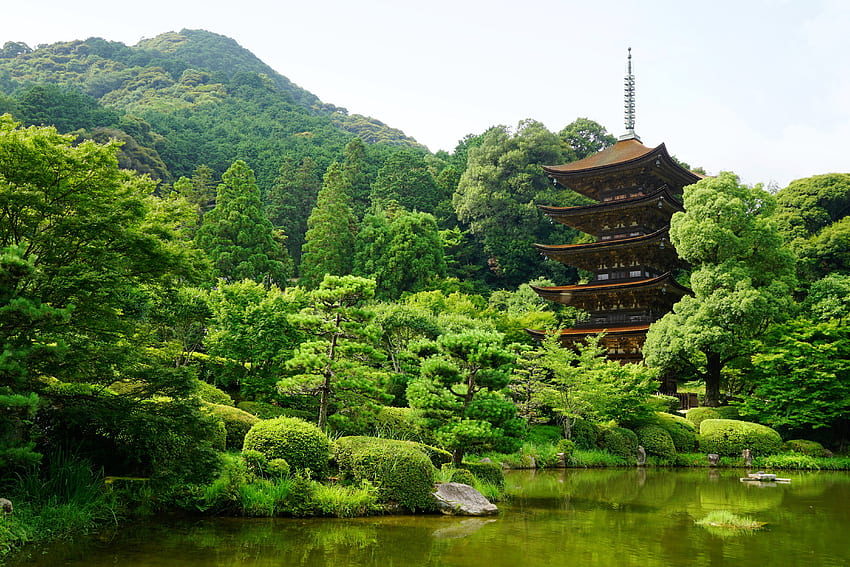 自然, 木, 日本, 池, 山口県 高画質の壁紙