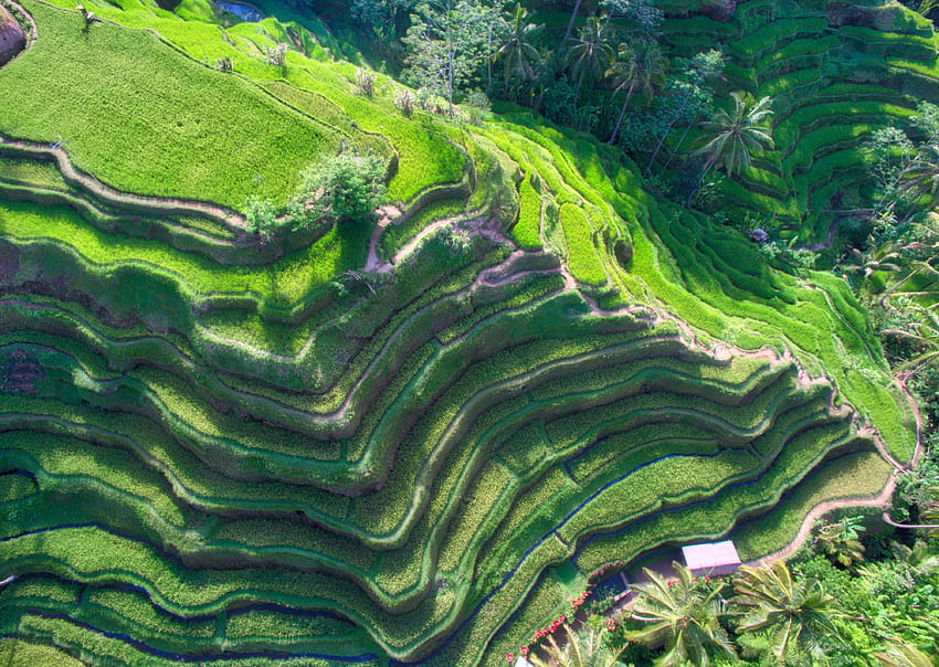 Pola ryżowe na Bali z góry Ultra i tło, pola ryżowe Bali Indonezja Tapeta HD