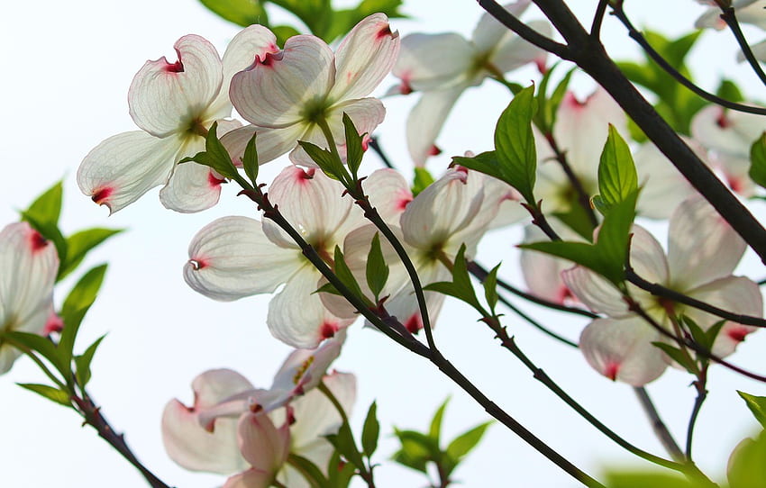 branches, flowering, dogwood for , section цветы - HD wallpaper