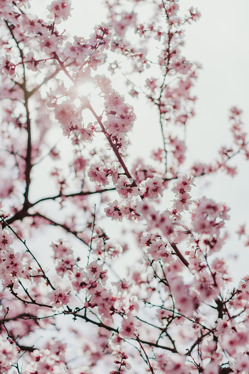 Flowers, Sakura, Branches, Bloom, Flowering, Spring HD phone wallpaper
