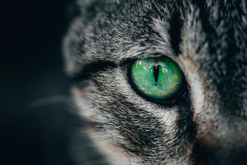 Kucing, Makro, Close-Up, Mata, Murid Wallpaper HD