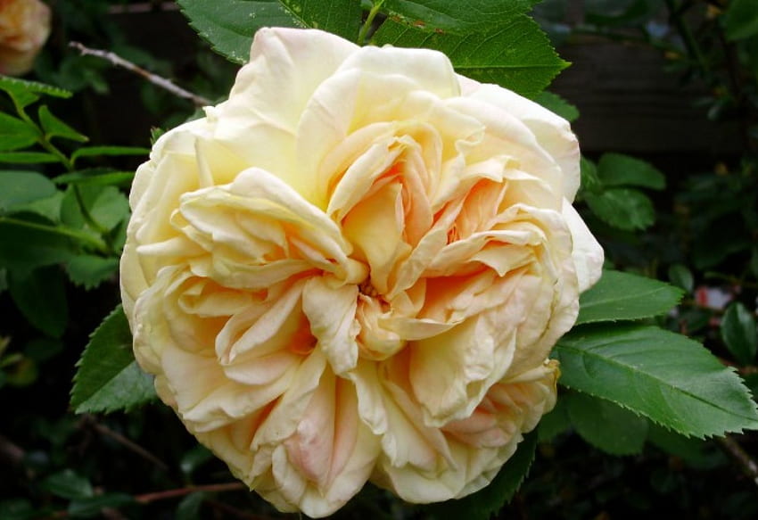 Wunderrose, Rose, Sommer, Blüte, Pfirsich HD-Hintergrundbild