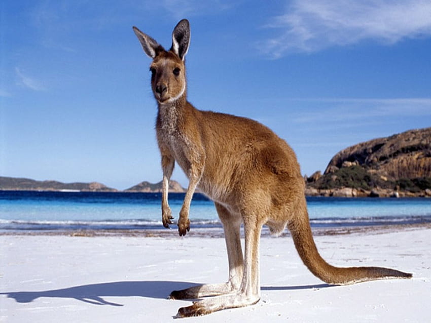 Wallaby on the Beach, australia, wallaby, animals, beaches, kangaroos HD wallpaper