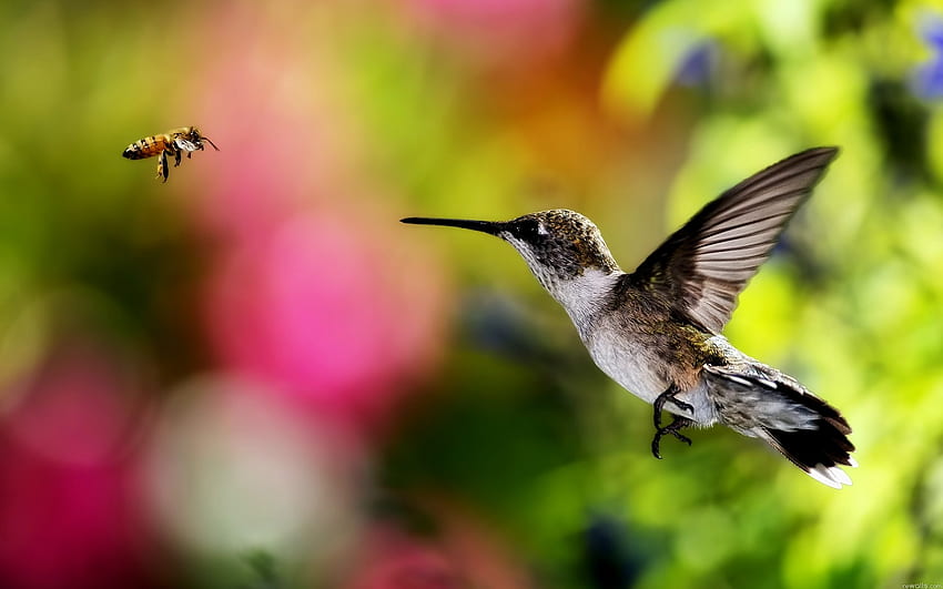 Hummingbird Meets A Bee, 그래픽, Hummingbird, 클로즈업, 꿀벌, 날개 HD 월페이퍼