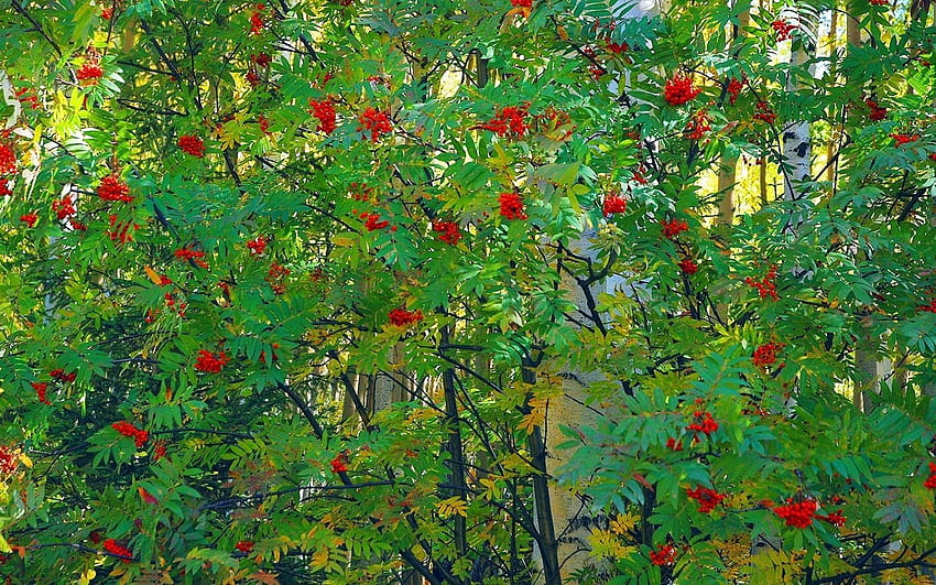 naturaleza, otoño, hojas, madera, árbol, baya, fruta, serbal fondo de pantalla