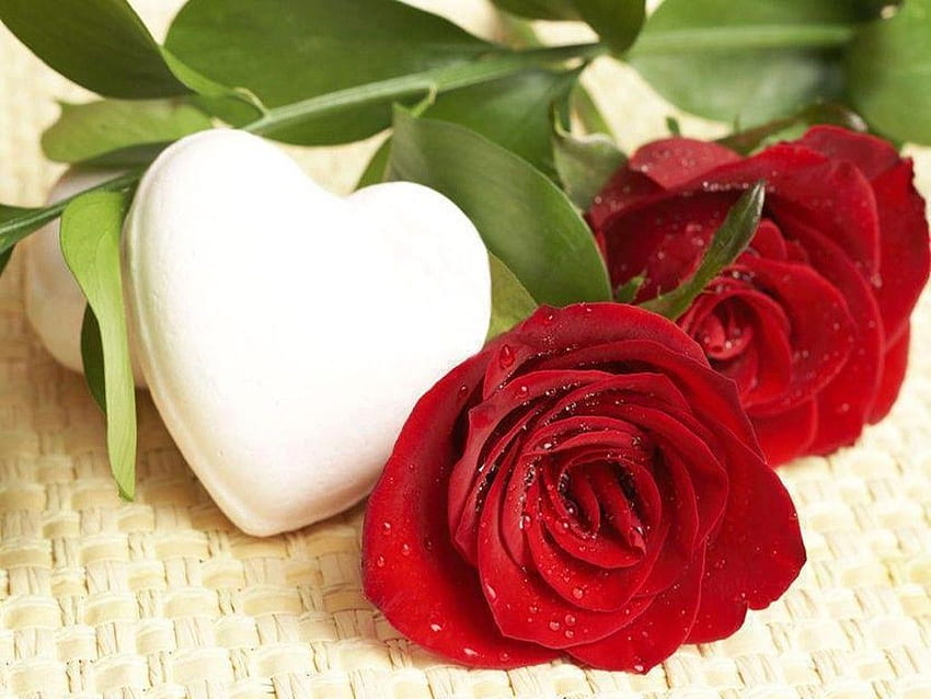Rose Love Flower, Romantic Love Flowers HD wallpaper | Pxfuel
