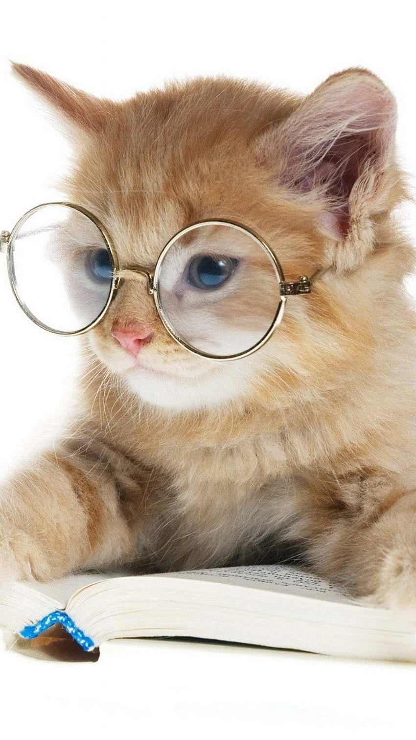 แมวกับแว่นตากาแล็กซี่ วอลล์เปเปอร์โทรศัพท์ HD