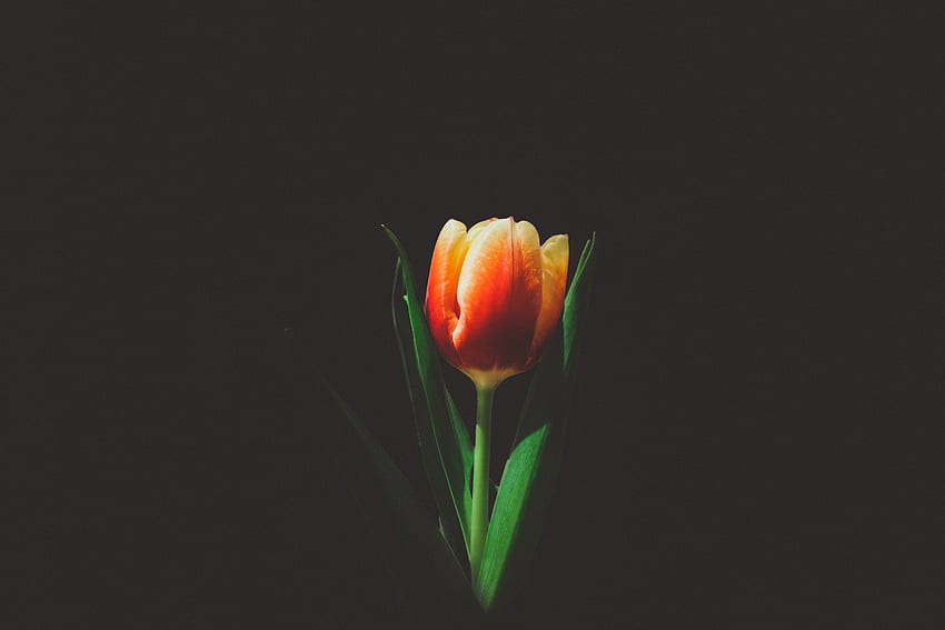 Flower, Bud, Minimalism, Tulip HD wallpaper