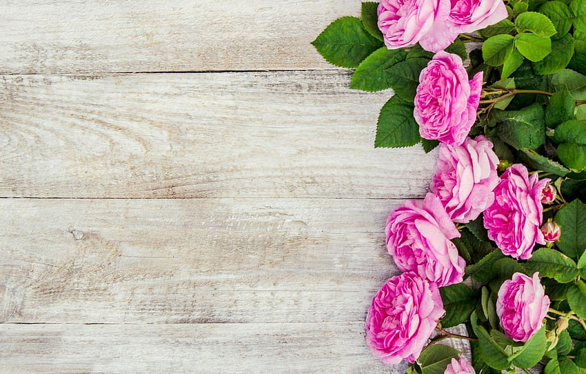 Flowers, Roses, Petals, Pink, Wood - Rose Flower HD wallpaper | Pxfuel
