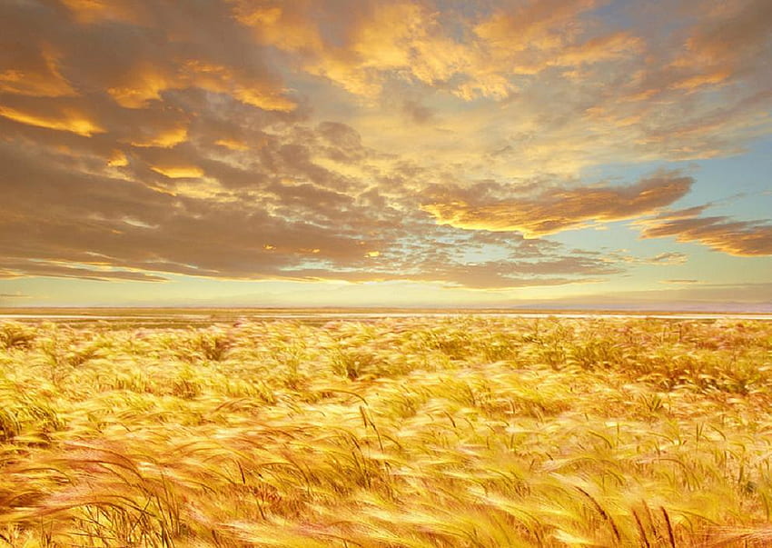 infinite beauty, yellow, clouds, fields, sky, grass, gold, nice HD wallpaper