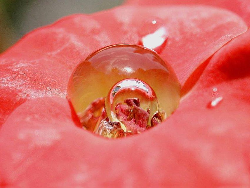 Drop within a Drop, round, pink, drop, water HD wallpaper