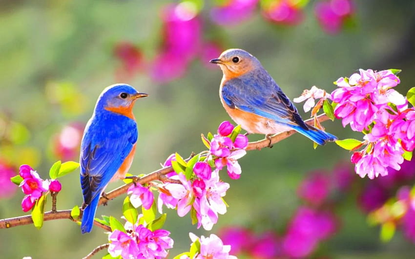 Primavera Aves Flores, Aves Flores Naturaleza fondo de pantalla