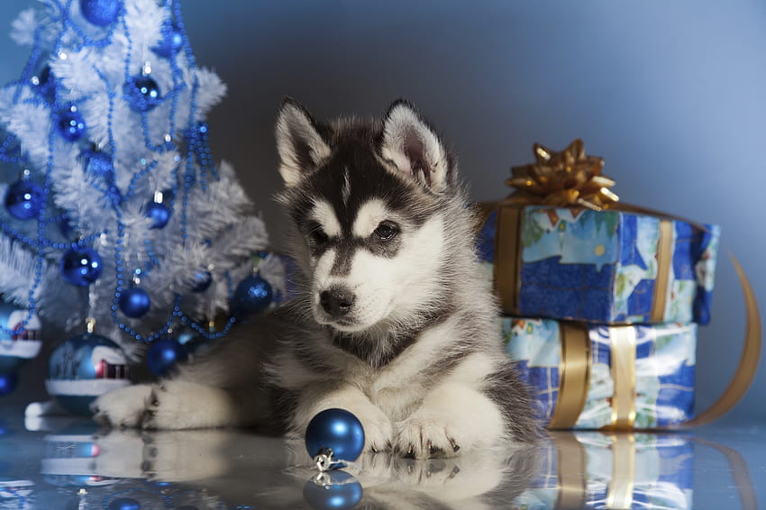 Świąteczny szczeniak, niebieski, pies, zwierzę, biały, ładny, deco, prezent, szczeniak, husky, caine Tapeta HD