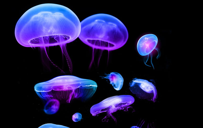 Jellyfish Background, Bioluminescence HD wallpaper