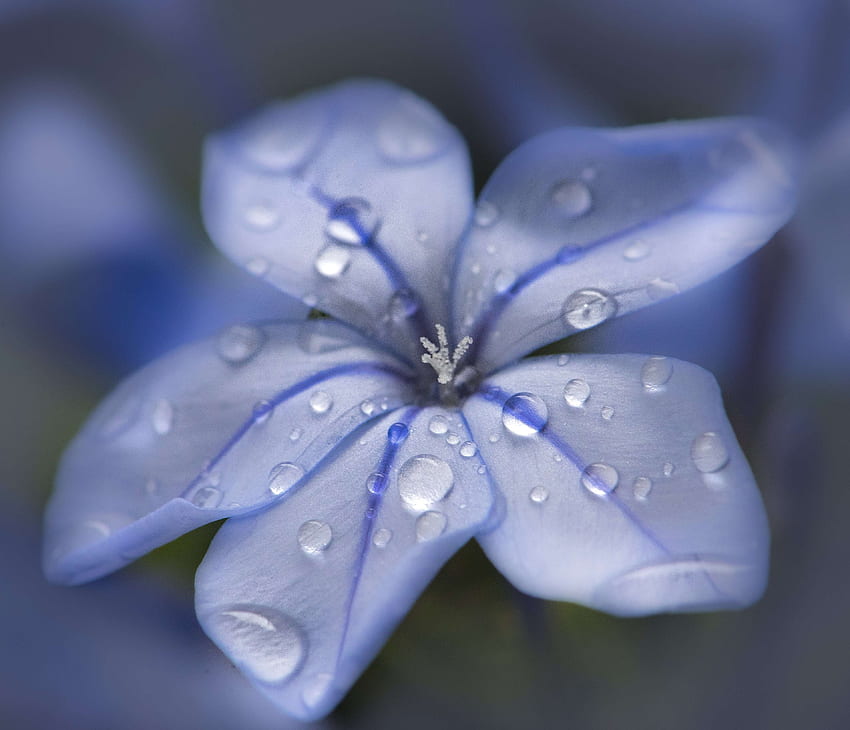 Blue flower, water drops, close up HD wallpaper