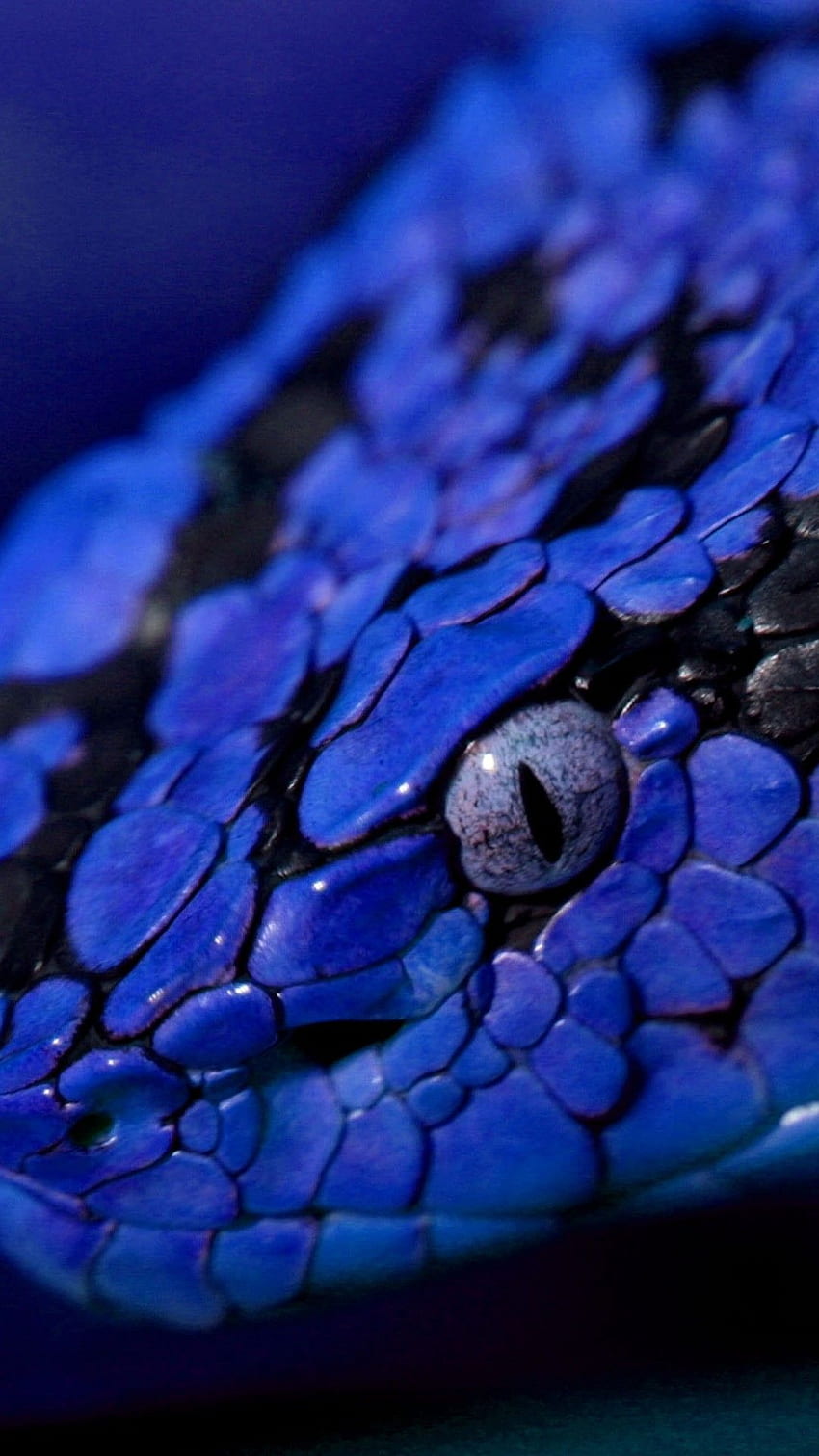 Snake, blue, danger, eyes, Animals, Purple Snake HD phone wallpaper