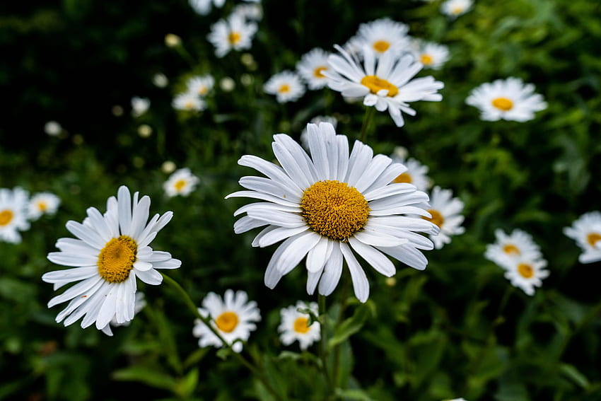 บลูม เดซี่สีขาว ดอกไม้ ฟลอรา วอลล์เปเปอร์ HD