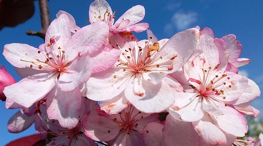 ฤดูใบไม้ผลิ ต้นไม้ ธรรมชาติ ดอกไม้ วอลล์เปเปอร์ HD
