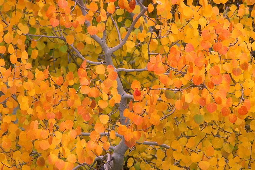 Sonbaharda titrek kavak. Sierra Nevada. Kaliforniya. huş ağacı , sarı ağaç , ağaç HD duvar kağıdı