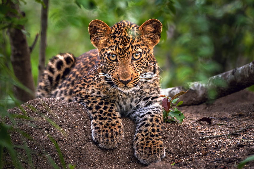 Animals, Leopard, Muzzle, Predator, Big Cat HD wallpaper