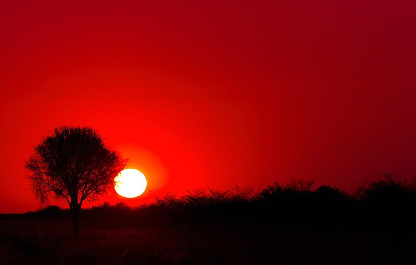 the sun, sunset, tree, silhouette, Africa, Botswana for , section природа HD wallpaper