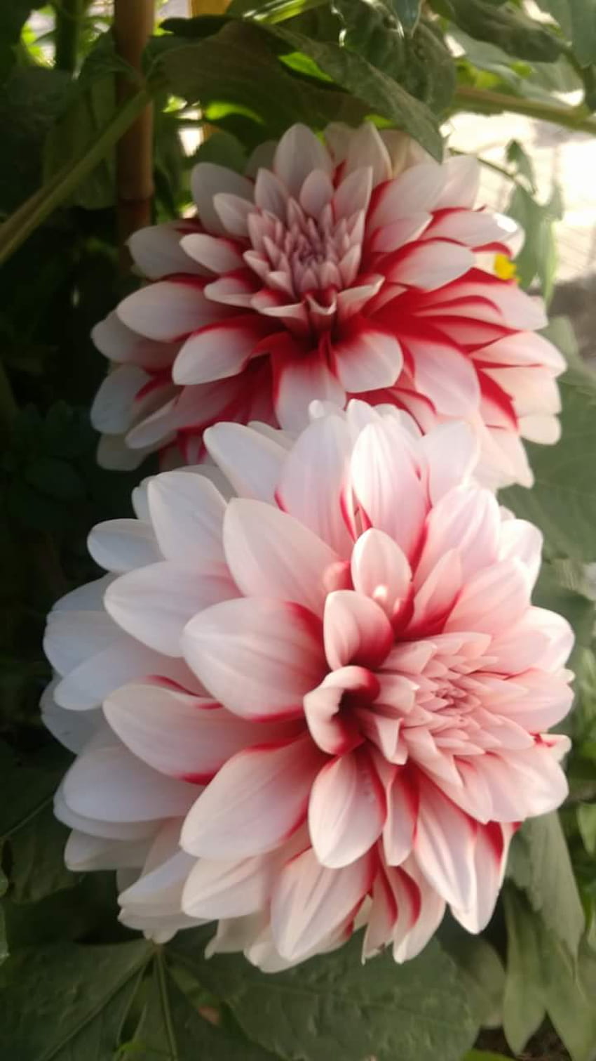 Wunderschöne Dahlienblüte aus dem Garten von Tushar Mahajan HD-Handy-Hintergrundbild