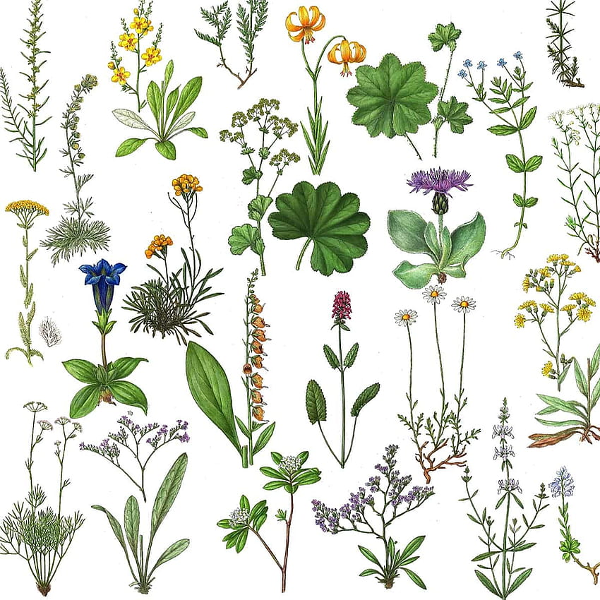 Plants People Planet, Medicinal Herbs HD phone wallpaper