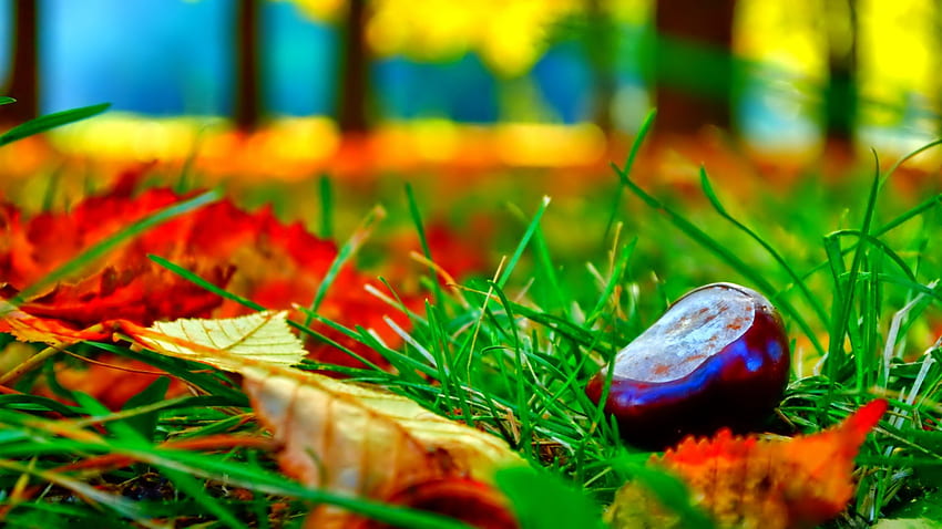 octobre, coloré, lueur, couleurs, agréable, réflexion, éclat, automne, doré, automne, beau, arbre, chute, feuilles, miroir, joli, branches, nature, charmant, feuillage Fond d'écran HD