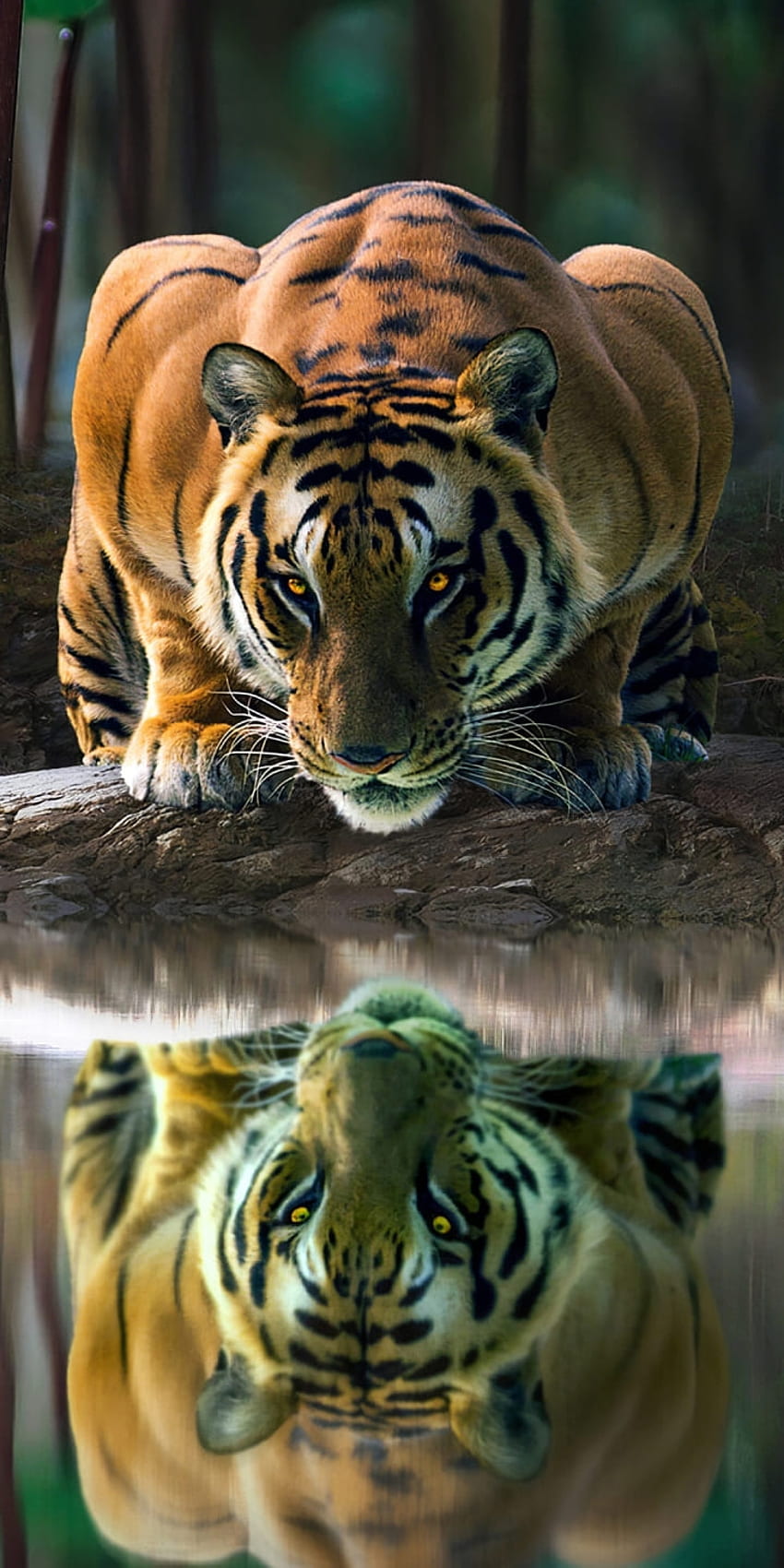 Papéis de parede de cara de tigre para iphone e android. navegue por todos  os papéis de parede para celular e use-os como papéis de parede para seu  iphone, android, android e