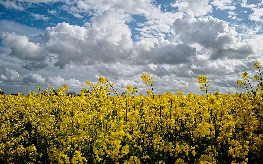 Rapeseed Field, clouds, flowers, rapeseeds, yellow HD wallpaper