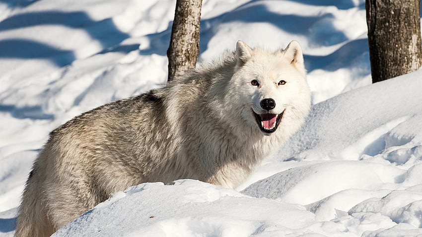 Wilczy uśmiech, zima, wilki, dzikie zwierzęta, wilk, dziki, drapieżniki, przyroda, zwierzęta, śnieg, natura, bezdroża Tapeta HD