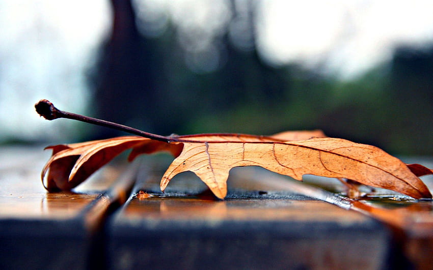 ฤดูใบไม้ร่วง มาโคร แผ่น ใบไม้ แห้ง เมเปิ้ล วอลล์เปเปอร์ HD