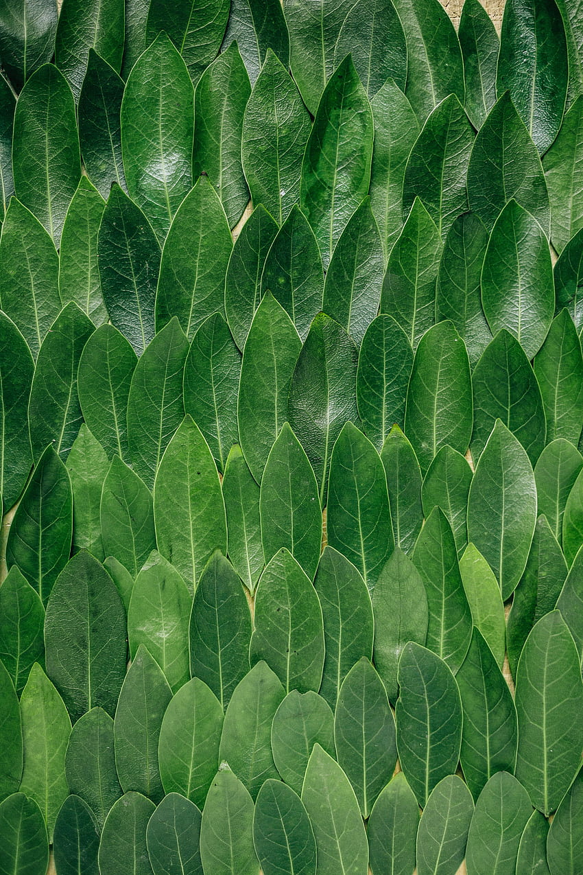 Nature, Leaves, Laurel HD phone wallpaper