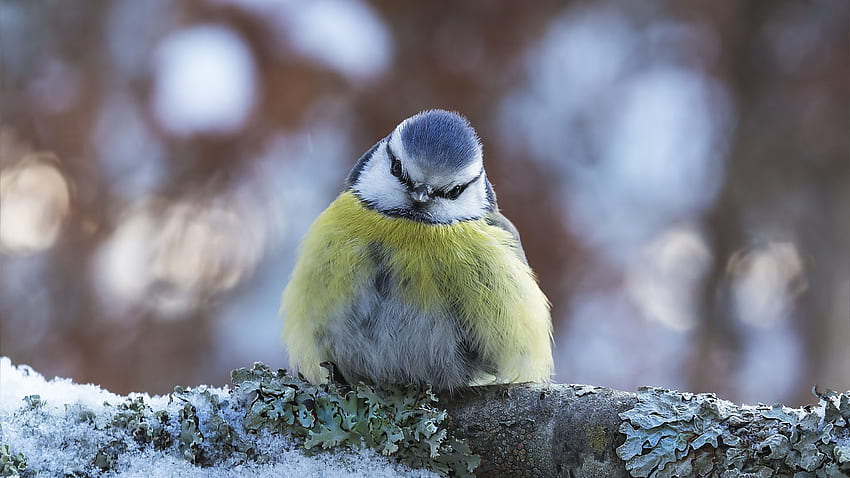O pássaro chapim azul amarelo claro está sentado na madeira em pássaros de fundo desfocados papel de parede HD